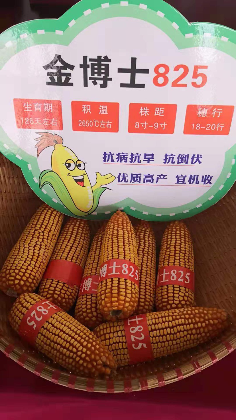 金博士825玉米种子 金博士825 大田种植玉米 高产