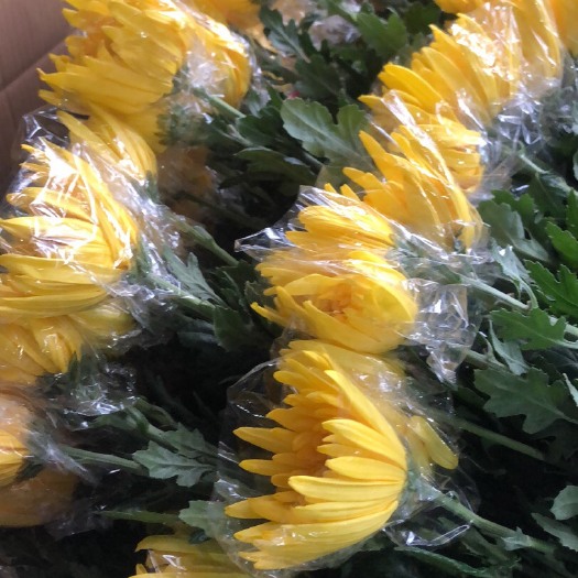 佛山白菊花苗  白菊，广州黄白清明菊鲜切花，基地直销，美观大方，气味芳香。