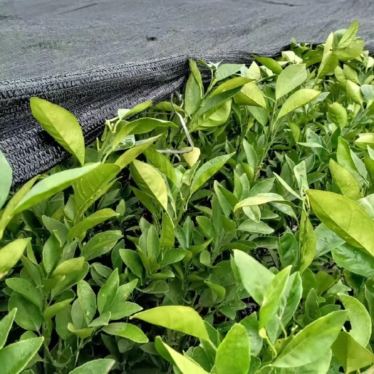 新余【搬家清苗】1至2年纽荷尔脐橙苗