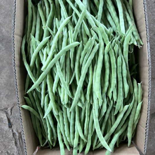 徐闻县紫长茄 玉米，韭菜，青瓜，茄瓜，四季豆，辣椒，大量出货，产地直销