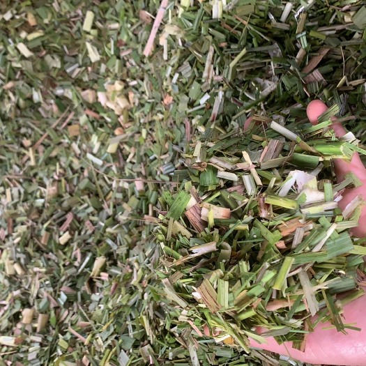 柳城县广西青贮饲料蔗尾 牛羊马专用 精选营养足 发货快 柳城直达