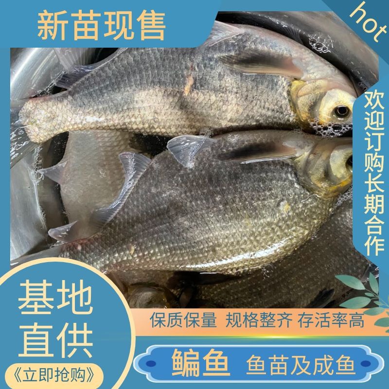 重庆鳊鱼苗  鳊鱼鱼苗及成鱼，可送货上门，养殖垂钓