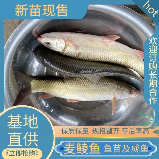 重庆市麦鲮鱼鱼苗及成鱼，垂钓养殖