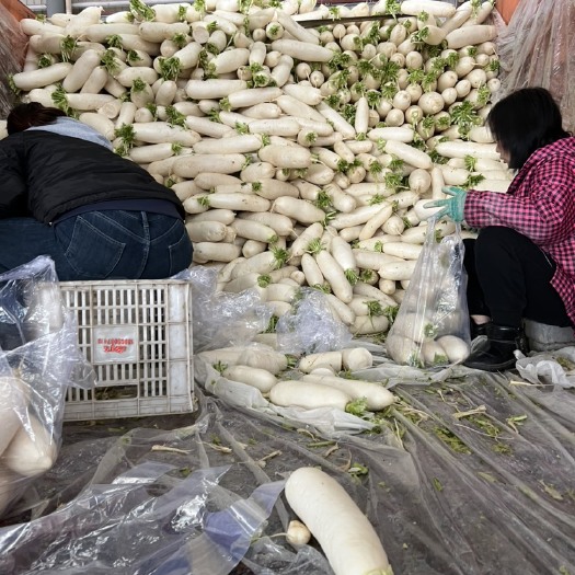 邯郸 白萝卜