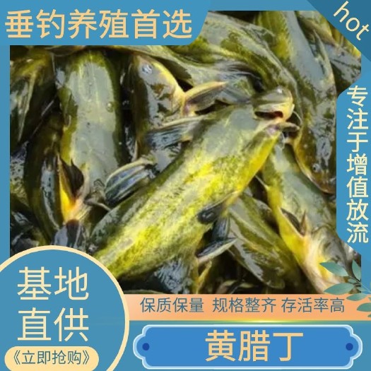重庆市黄颡鱼苗  大量批发各种规格黄辣丁鱼苗，垂钓养殖。