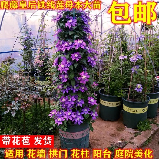 张家港市铁线莲 