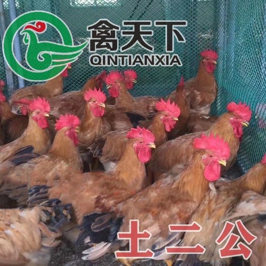 广州三黄鸡苗   三黄鸡2号鸡苗 活体鸡苗
