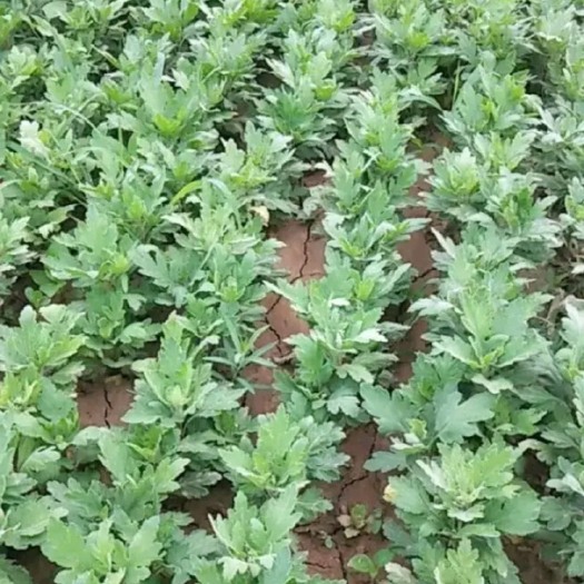 亳州菊花苗