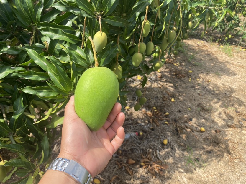  海南陵水台农芒果