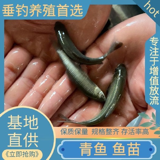 重庆市青鱼苗 青鱼鱼苗及成鱼