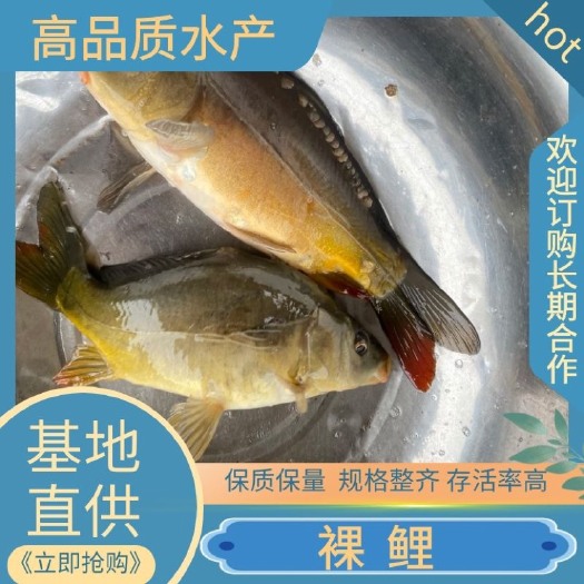 重庆市裸鲤苗及成鱼，基地直发，抗疾病，生长快，死亡包赔，可送货上门