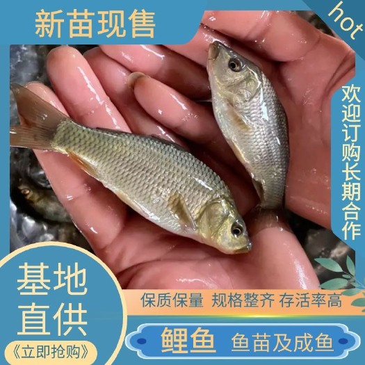 重庆市鲤鱼苗 鲤鱼各种规格鱼苗及成鱼，垂钓养殖