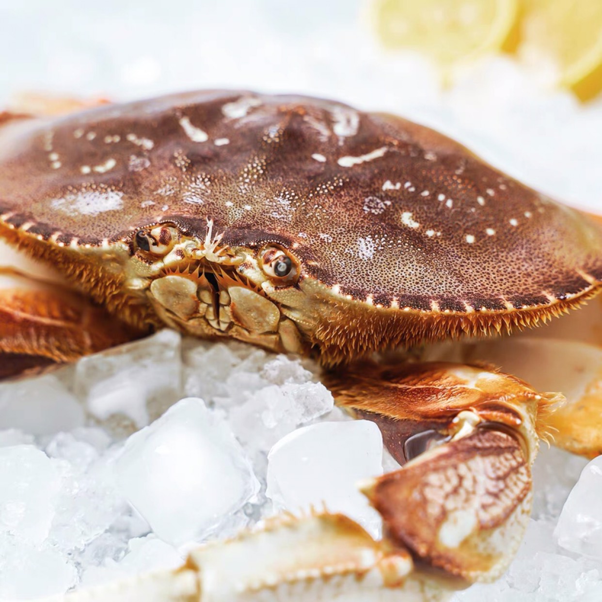 广州加拿大珍宝蟹鲜活海鲜水产特大面包蟹2斤左右只生猛大螃蟹