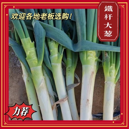 潍坊好货！山东铁杆大葱，白长杆粗价低，欢迎选购。