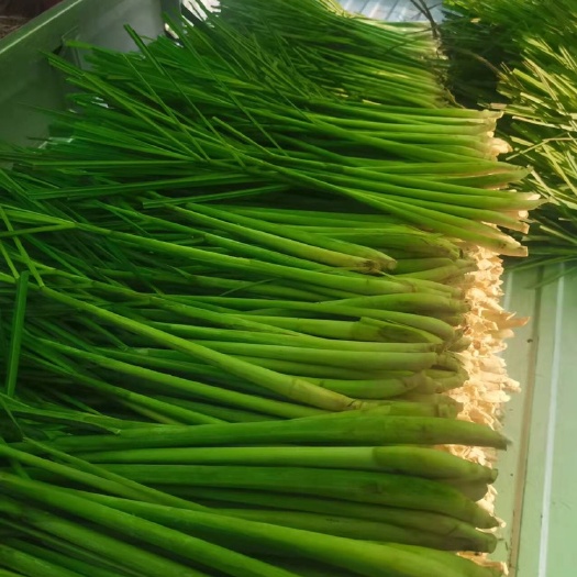 资中县香茅草，