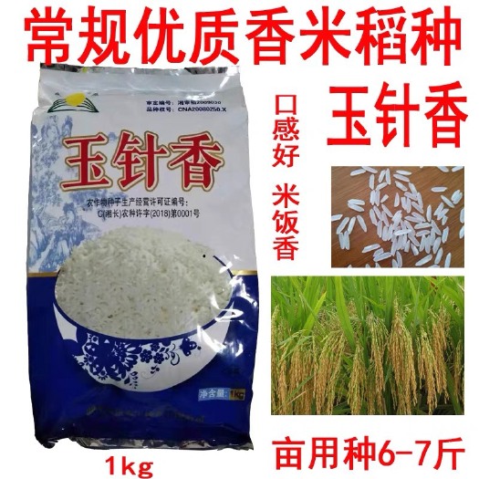 常德玉针香水稻种子 谷种优质长粒香米稻谷 玉针香 常规水稻米质优