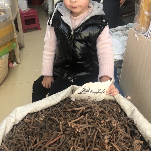 文山市紫花丹参 云南丹参   可代磨粉