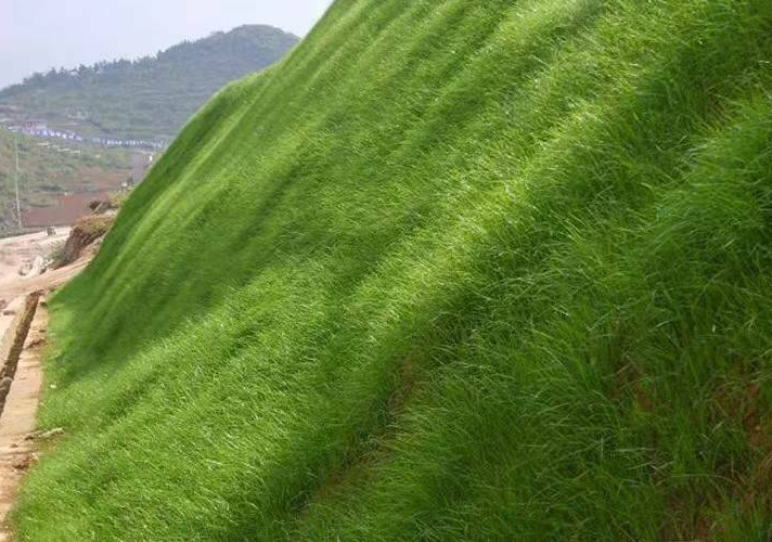 四季青草种子  四季青草种 耐寒耐旱 耐践踏 公园绿化 操场