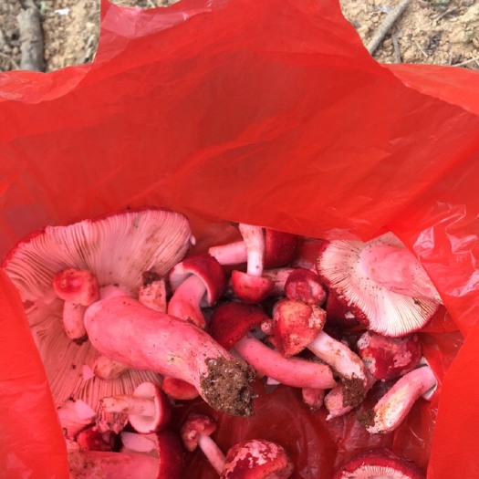 云霄县红菇 干货 野生 混级统货