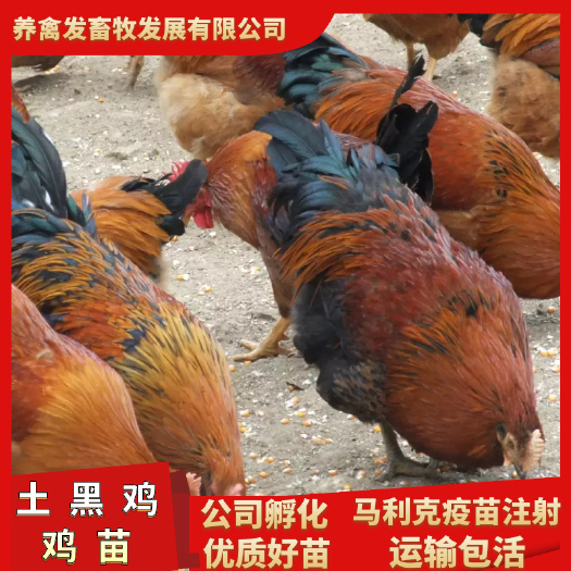 南宁灵山土黑鸡苗 优质品种孵化直销包打疫苗技术指导