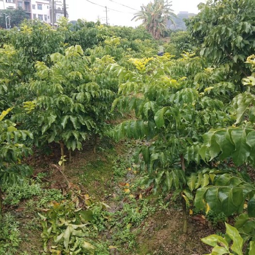 浦北县喜欢种植黑黄皮果苗的朋友，请联系我。