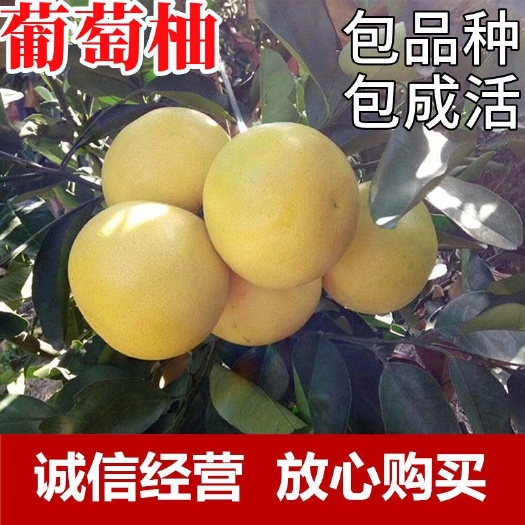 金华红宝石葡萄柚苗，鸡尾葡萄柚，甜葡萄柚基地现挖现发品质
