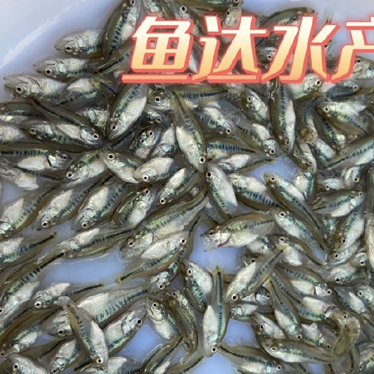 广州驯化吃料加州鲈鱼苗，技术提供指导，物美价廉，欢迎订购