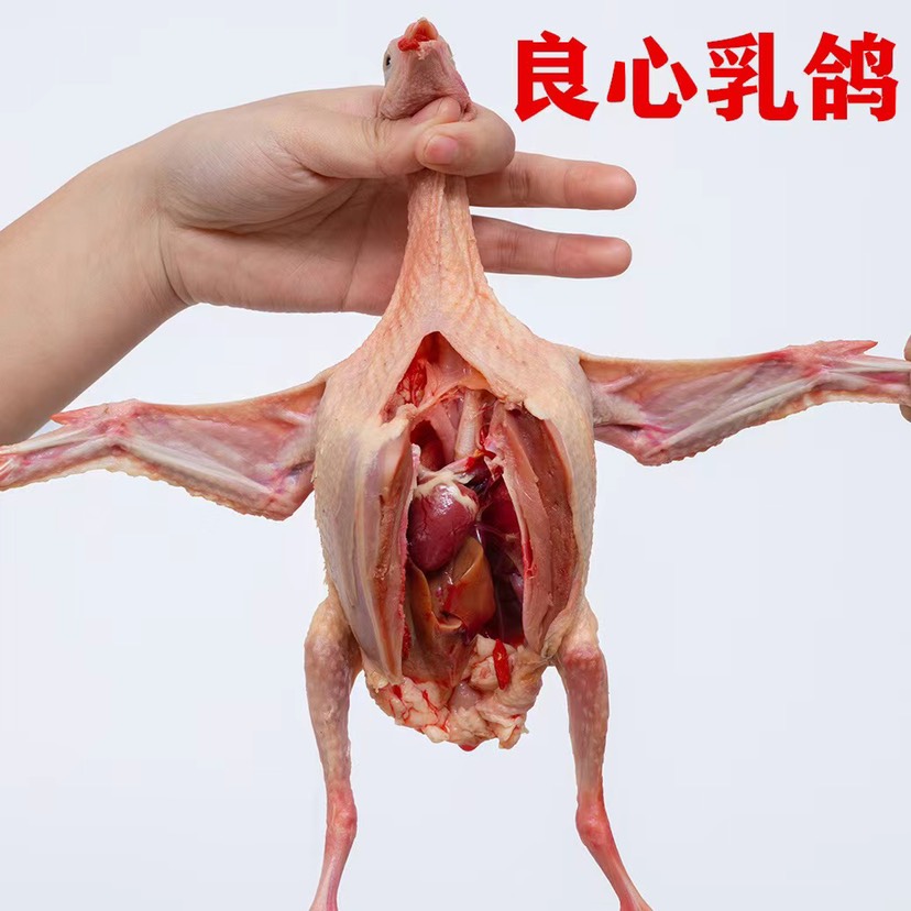 晋州市白条鸽 原粮乳鸽 老鸽子厂家直销批发一件也是批发价