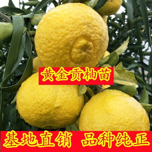金华正宗黄金贡柚苗，春香桔柚，象山青，基地直发，现挖现发