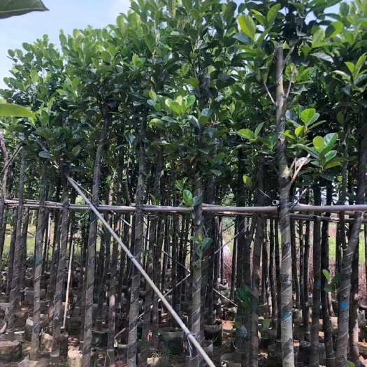 普宁市常有菠萝蜜苗 菠萝蜜