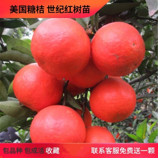 正宗美国糖桔苗，世纪红柑桔苗，基地现挖现发