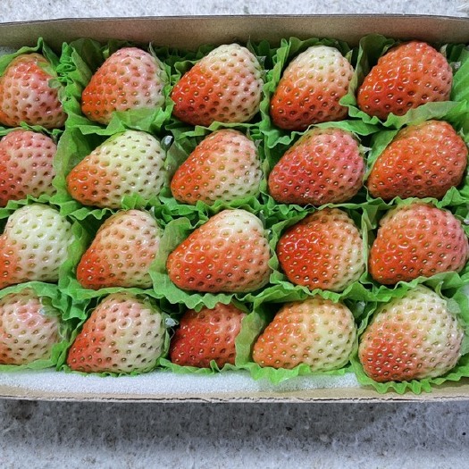 蒙特瑞草莓 安徽长丰草莓，价格优惠，货源充足，口感俱佳。