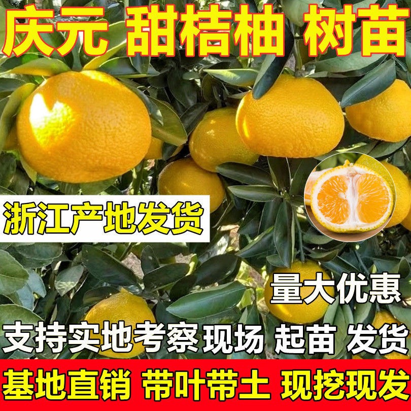 金华甜桔柚苗 现挖现发阳光一号桔柚