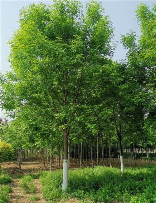 寿光市速生白蜡  [寿光市昊景园林绿化]低价出售白蜡10~12公分，量大价优