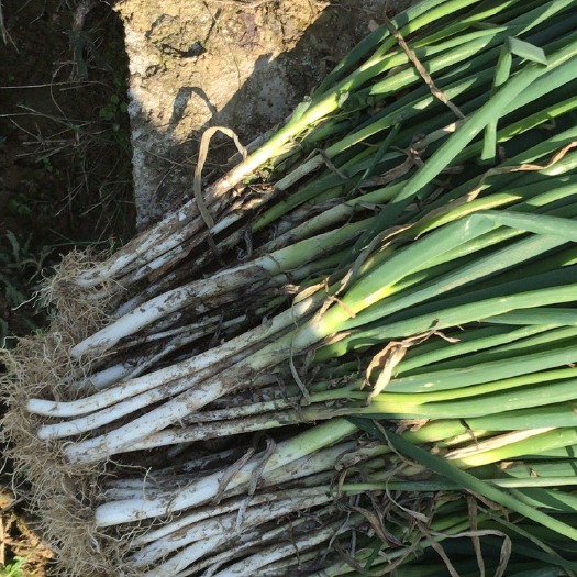 绥阳县优质大量农村有机种植日本钢葱