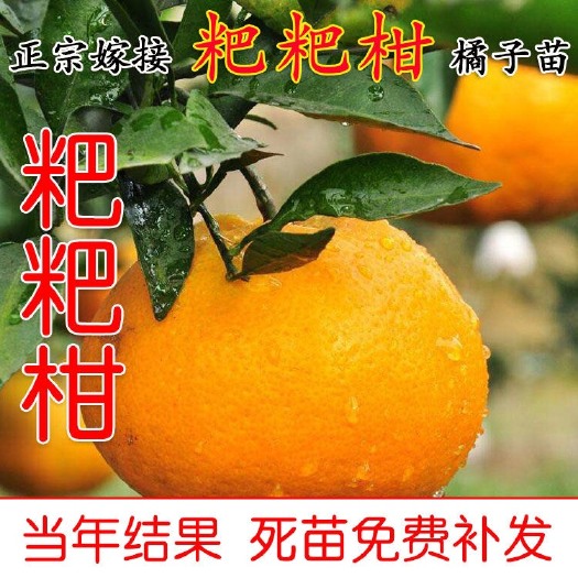 金华耙耙柑桔苗  正宗春见粑粑柑柑桔苗，基地现挖现发品质保证