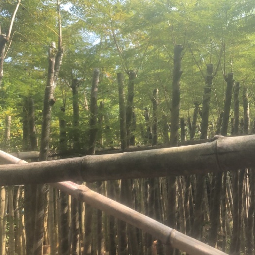 普宁市尖叶蓝花楹 绿化苗木，蓝花楹，规格5到8公分，光杆货骨架货。