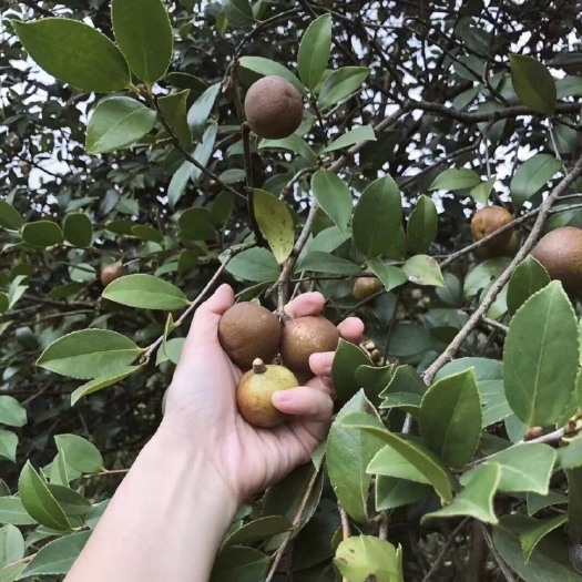 东兰县 广西山茶油