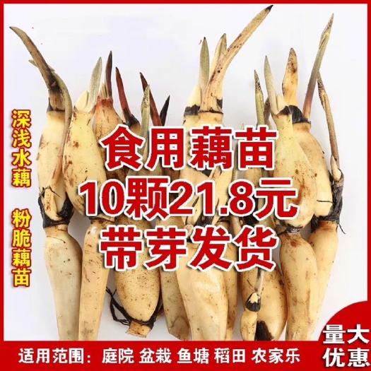 沭阳县白莲藕苗 高产食用藕种藕苗莲藕种根粉藕苗荷花盆栽缸桶池塘水田