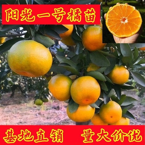 新品种柑桔苗  特早熟阳光一号柑橘苗浙江基地现挖现发