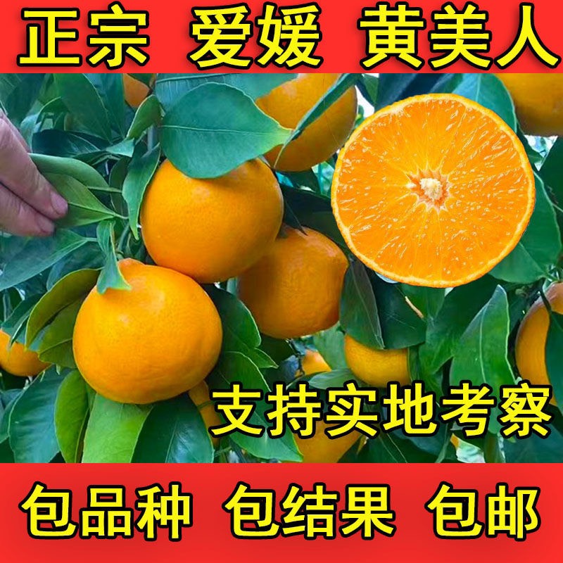 金華黃美人柑橘苗 愛媛68號黃美人品質保證，自產自銷基地直發