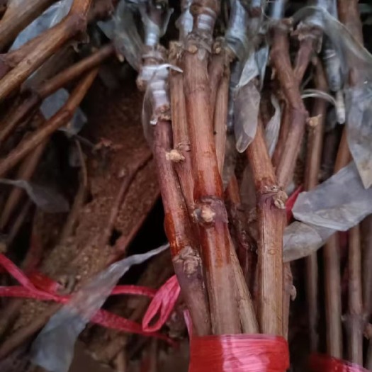 长春出售澳洲无核葡萄苗 嫁接苗
