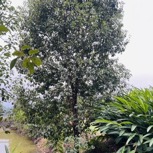 宜宾宜宾香樟树