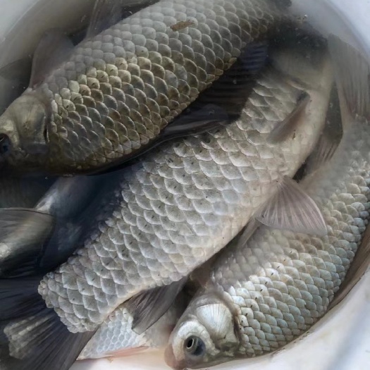 淮安鲫鱼，银鲫，土鲫，工程鲫……