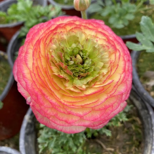 钟祥市草花批发出售联系我
