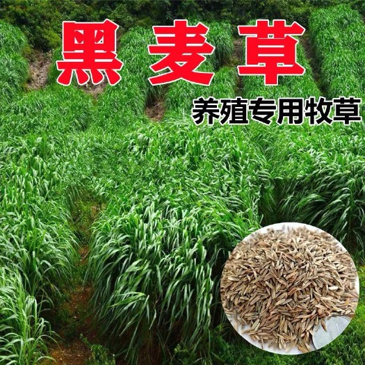 沭阳县黑麦草种子 黑麦草种籽四季青多年生耐寒牧草种子鸡鸭牛羊四倍