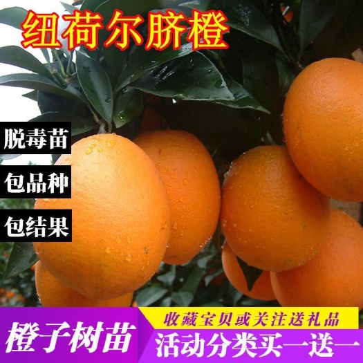 金华美国纽荷尔脐橙苗 嫁接苗 1-6年苗基地现挖现发