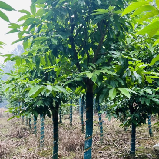 宜宾黄角兰，香樟树