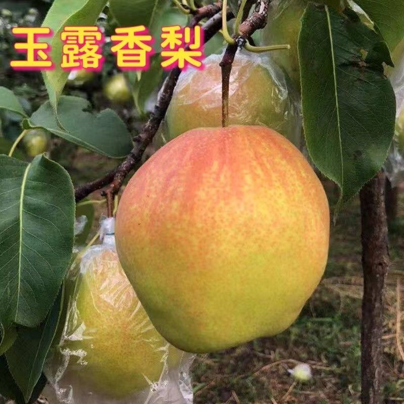 玉露香梨樹苗 ~8月底9月初成熟