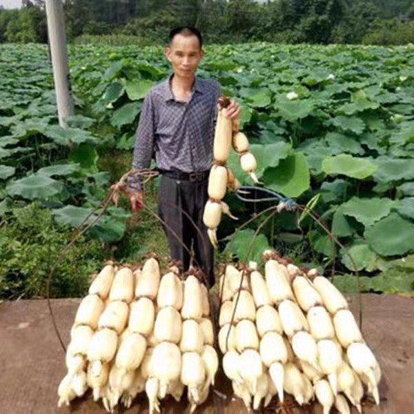 白莲藕苗 高产食用藕种藕苗莲藕种根粉藕苗荷花盆栽缸桶池塘水田